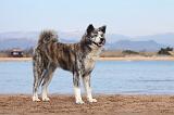 AKITA INU 159